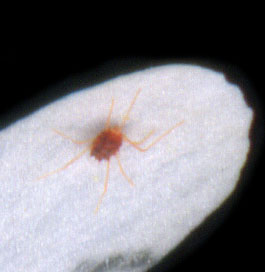 Tiny red mite