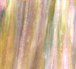 Ornamental grass up close