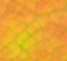Maple leaf close up