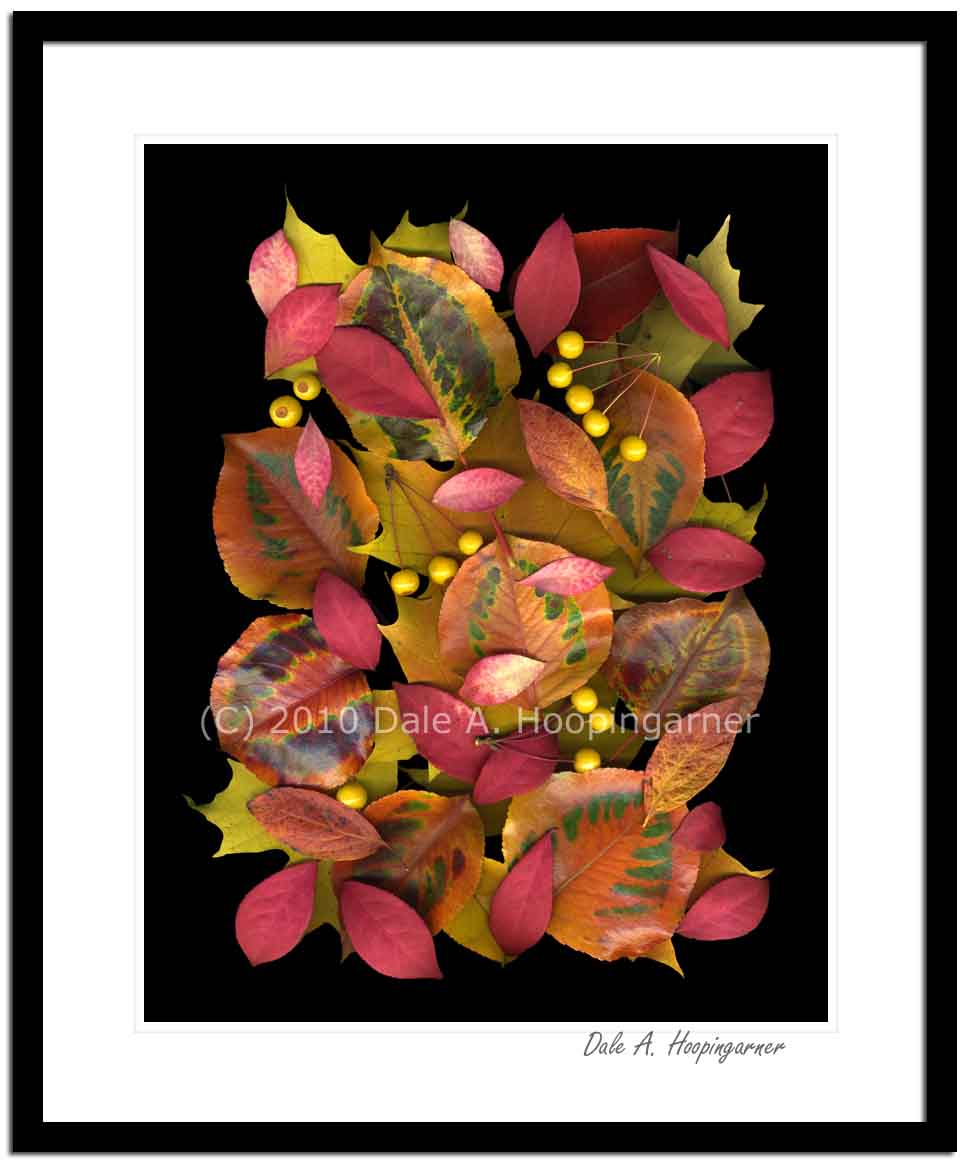 Autumn's Rainbow,fall leaves