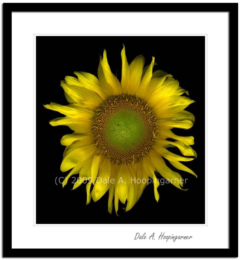 Sundial,sunflower