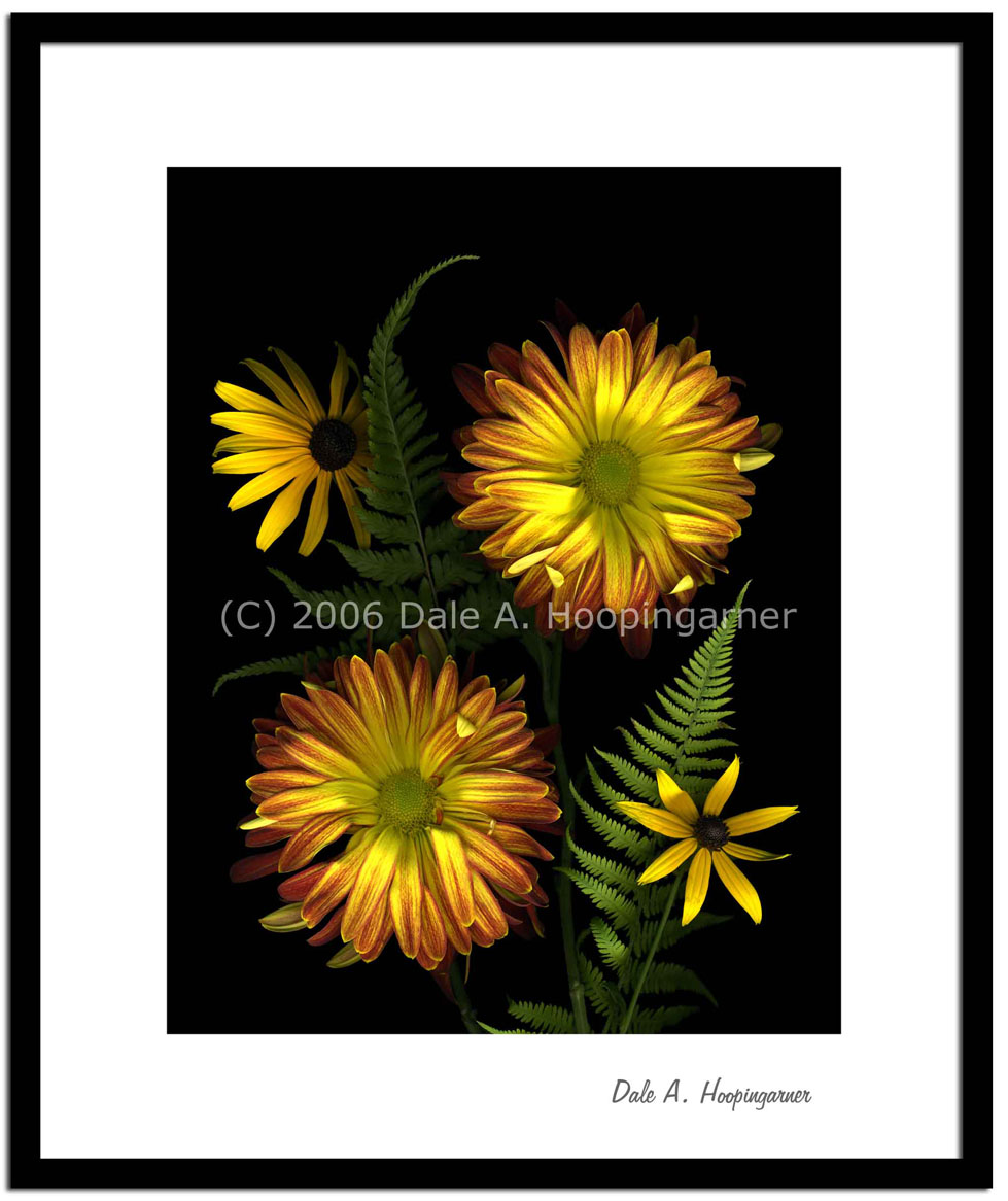 Sunflower Gold