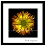 Sunflower Solo