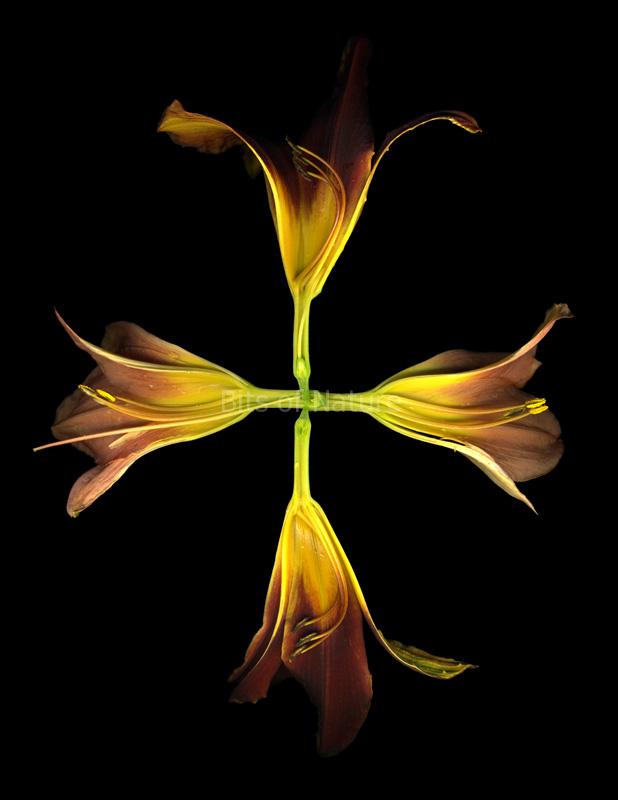 Lily Cross II