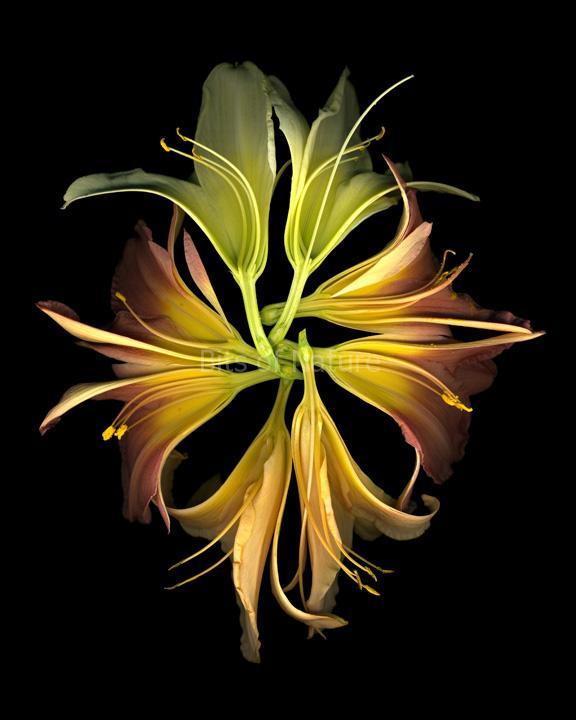 Lily Kaleidoscope