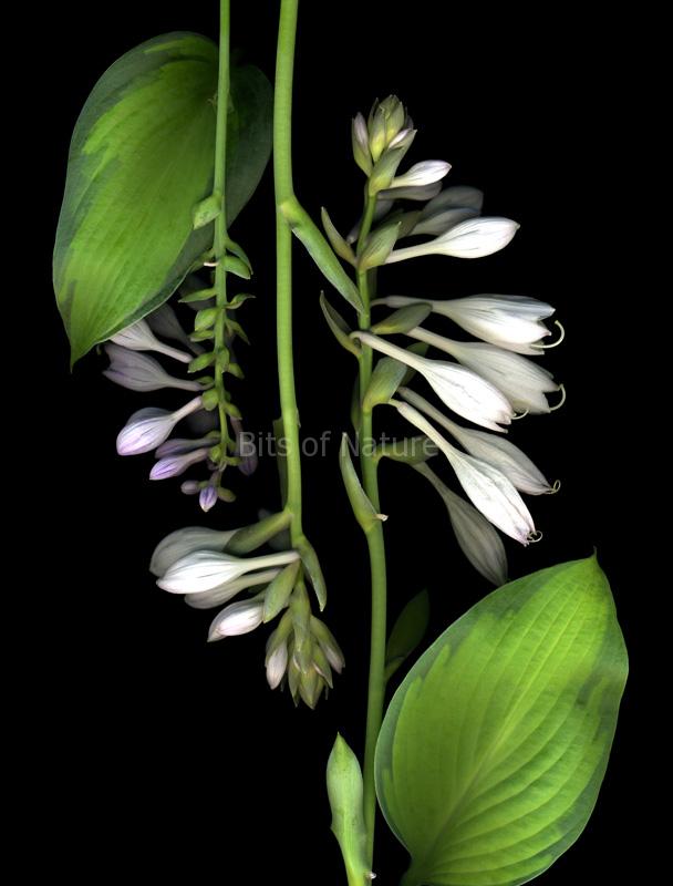 Mirrored Hosta