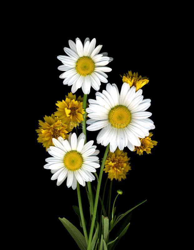 Three Daisies Three
