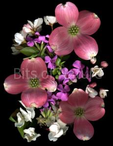 Dogwood Delight