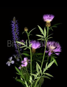 Thistle Selection