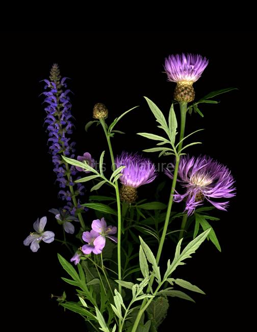 Thistle Selection