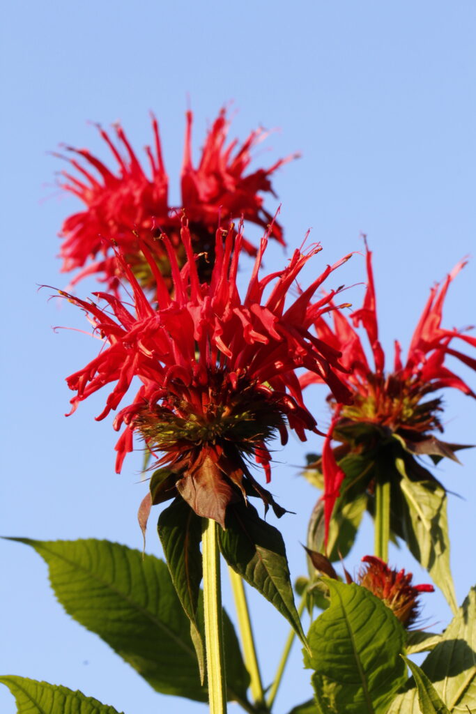 Monarda